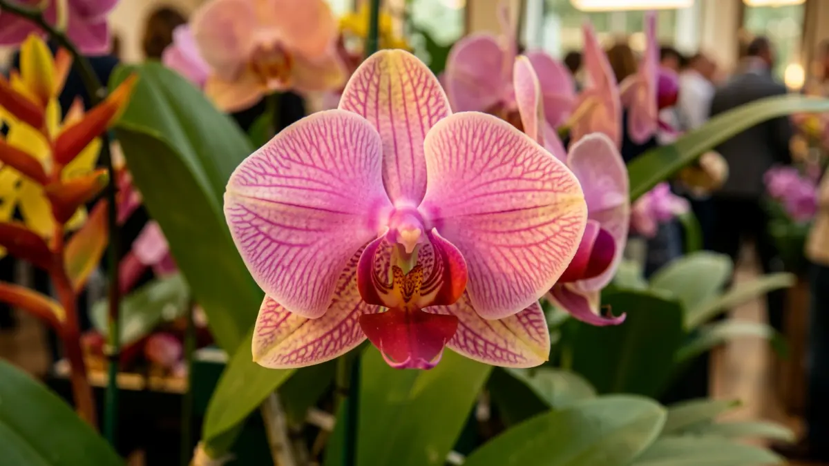Gros plan d'une orchidée aux pétales vibrants, sur fond flou de feuilles vertes et de fleurs exotiques.